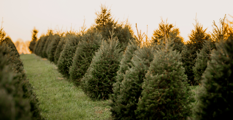 Resources and Tips for a Profitable Christmas Tree Farm